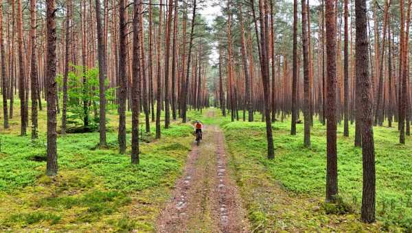 A végtelen fenyőerdők vidéke - a lengyel Józsefváros